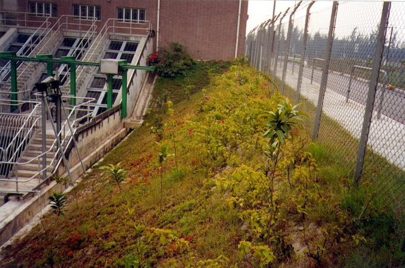 shrubplantingtoslopes.jpg